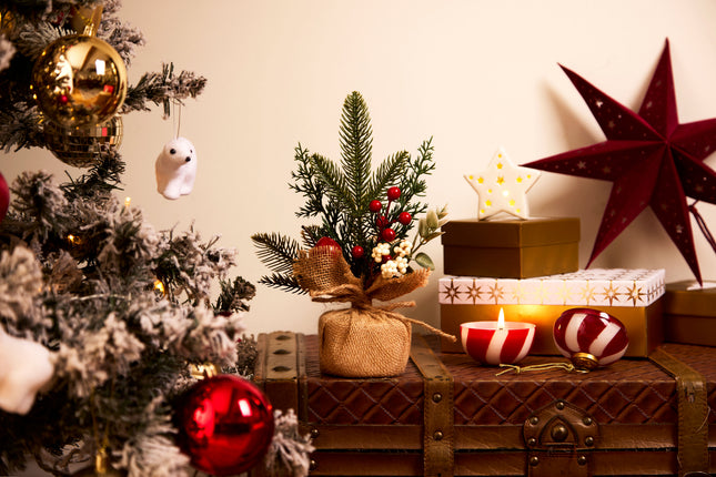 Traditional Christmas Plant in Jute Wrap