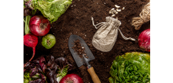 How to Grow Vegetables at Home Our Easy Guide to Growing Tomatoes, Cucumbers & More