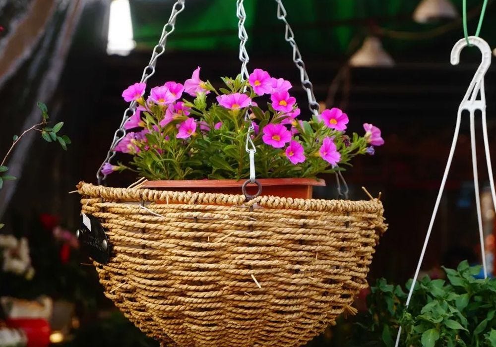 How to Plant Hanging Baskets
