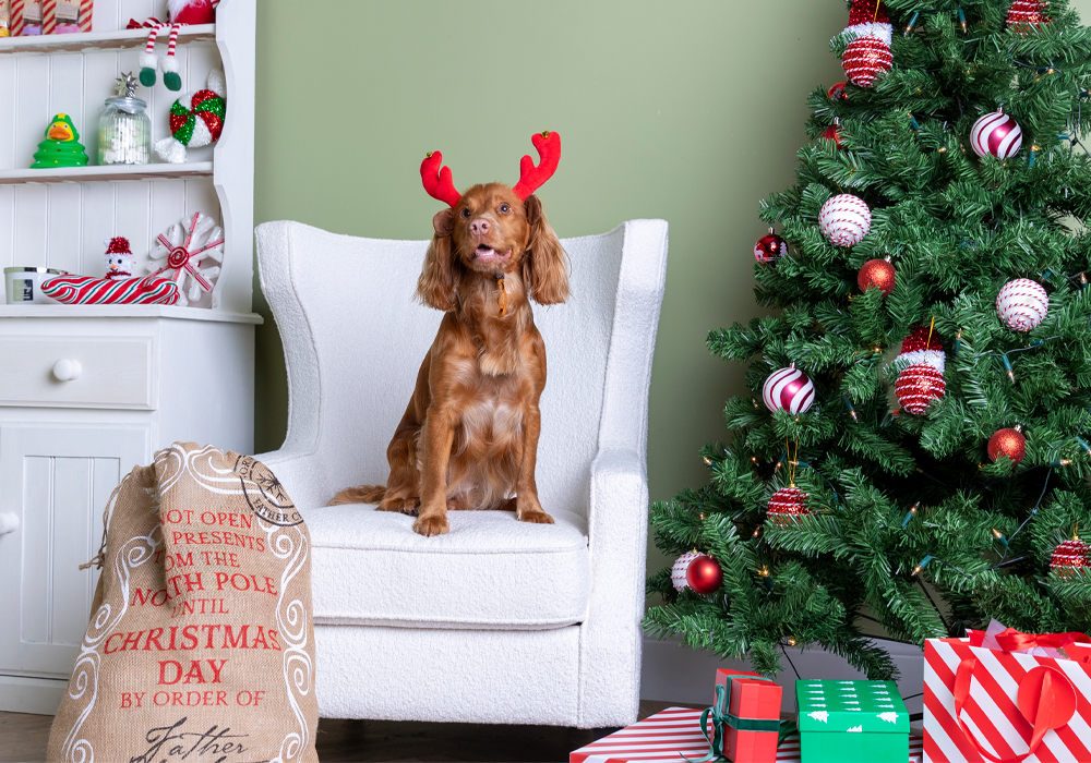 Christmas Gift Ideas For Pets