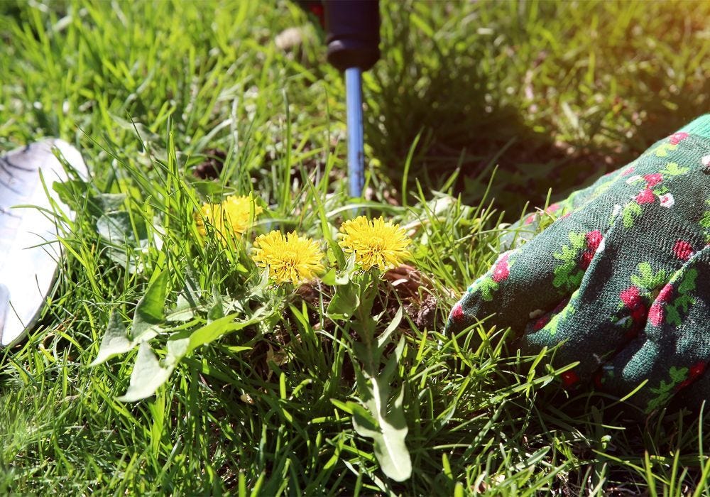 How to Get Your Garden Ready for Spring