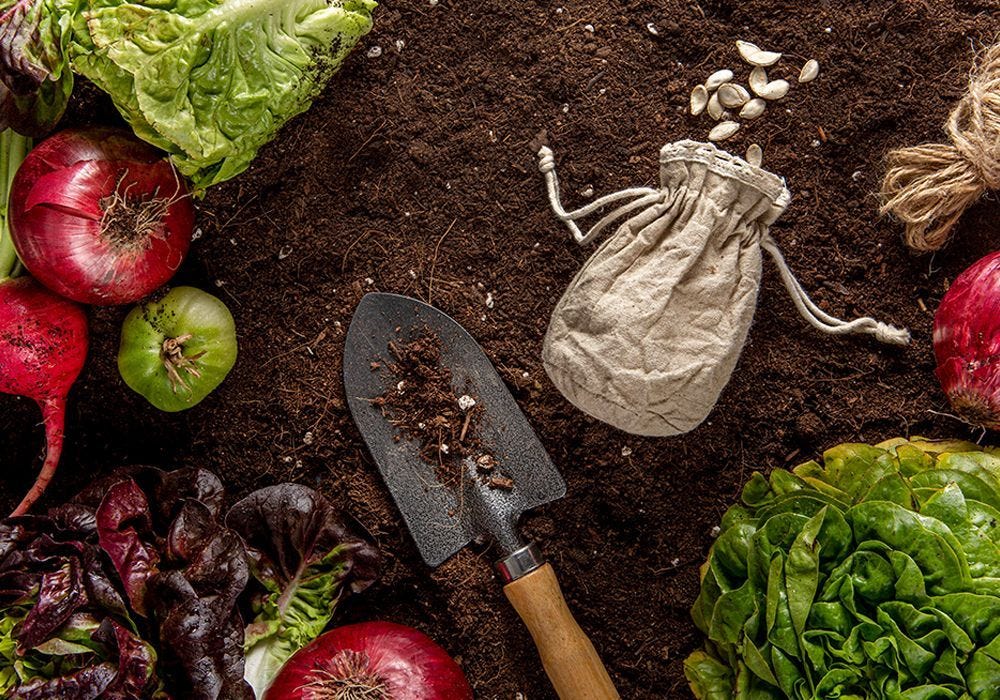 How to Grow Vegetables at Home Our Easy Guide to Growing Tomatoes, Cucumbers & More
