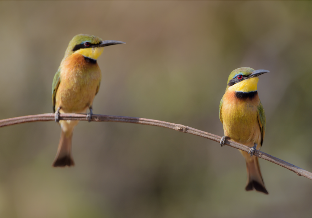 How To Attract Birds to Your Garden