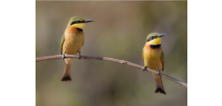 How To Attract Birds to Your Garden