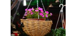 How to Plant Hanging Baskets