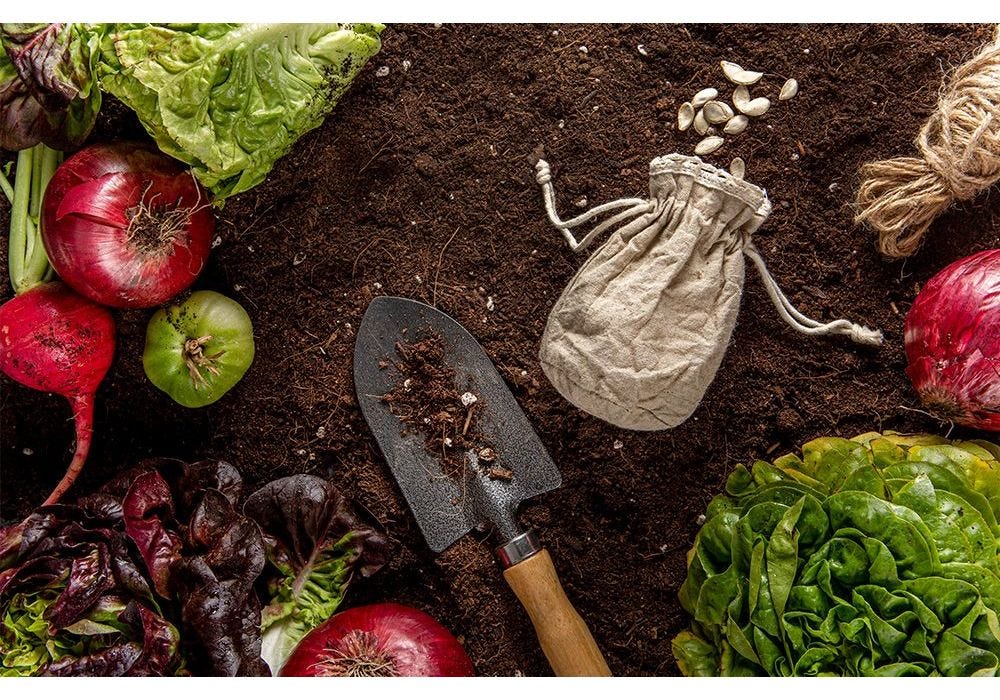 How to Grow Vegetables at Home Our Easy Guide to Growing Tomatoes, Cucumbers & More
