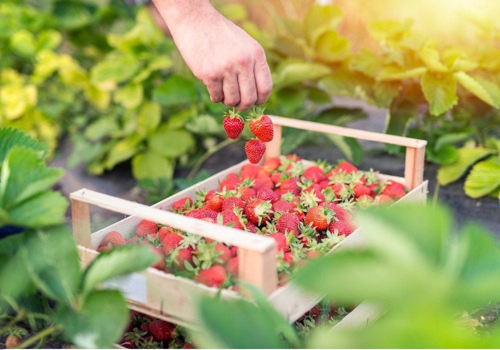 How to Grow Strawberries: A Berry Fun Gardening Adventure