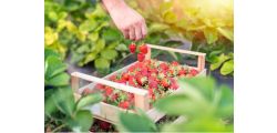 How to Grow Strawberries: A Berry Fun Gardening Adventure