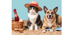 How to Keep Dogs & Cats Cool in Summer
